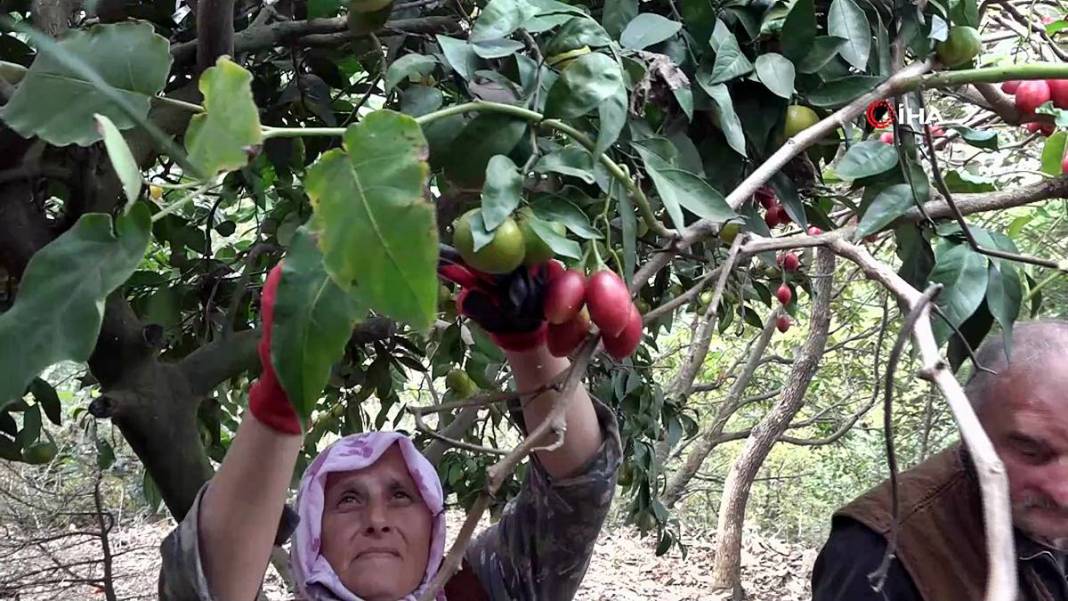 İlk kez görenler şaşkınlıkla izliyor: Bu domates ağaçtan toplanıyor! Yıllar önce o ülkeden getirdi, bu sezon bolluk yaşanıyor 14